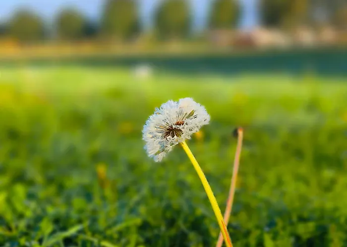 Elbtalaue Iii * Lanz